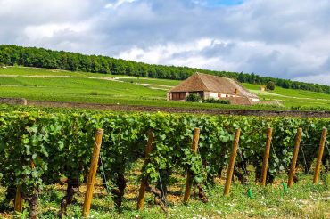 Hôtel Ibis Beaune | La Ferme aux Vins